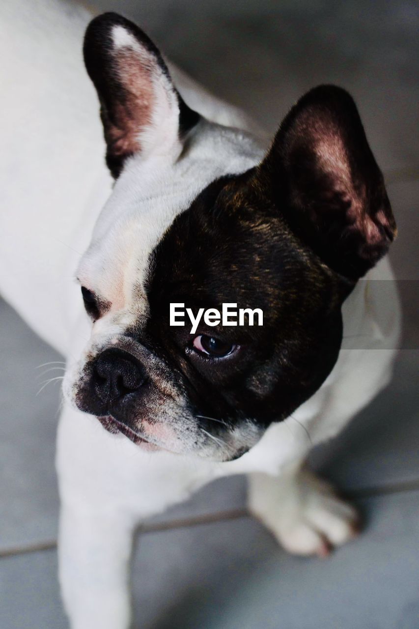 HIGH ANGLE VIEW OF PORTRAIT OF DOG