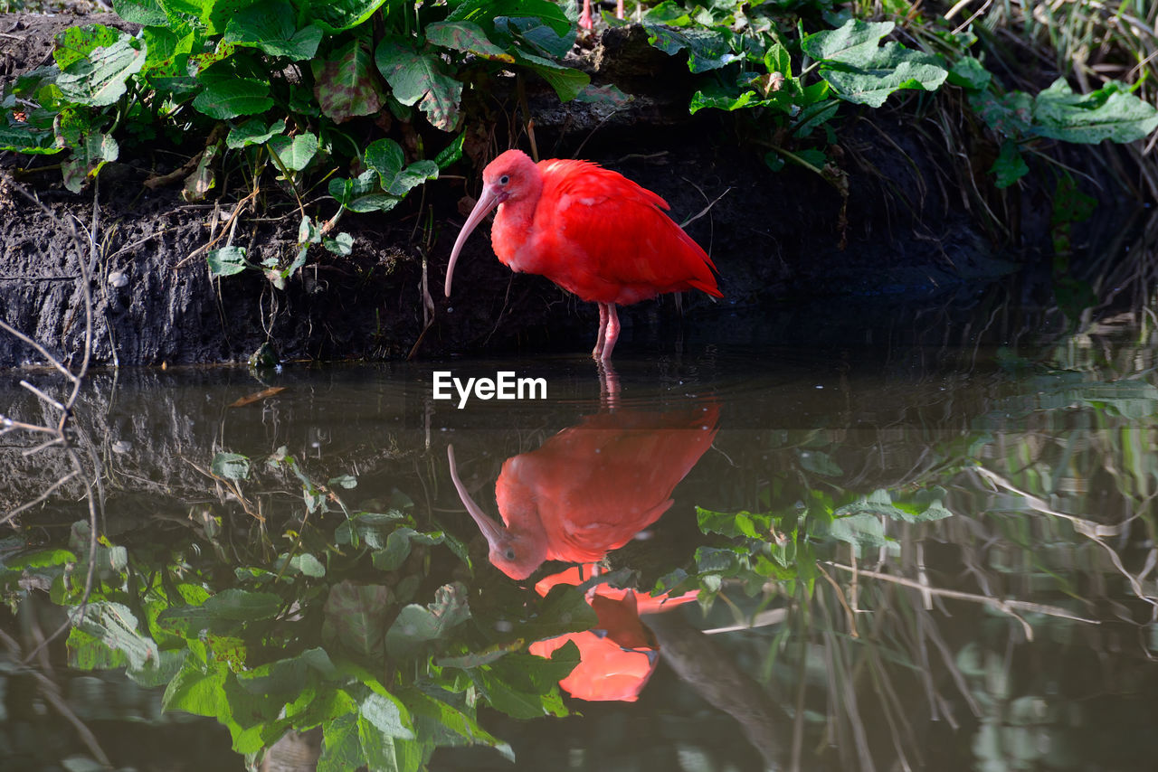 Close-up of pink flower in pond