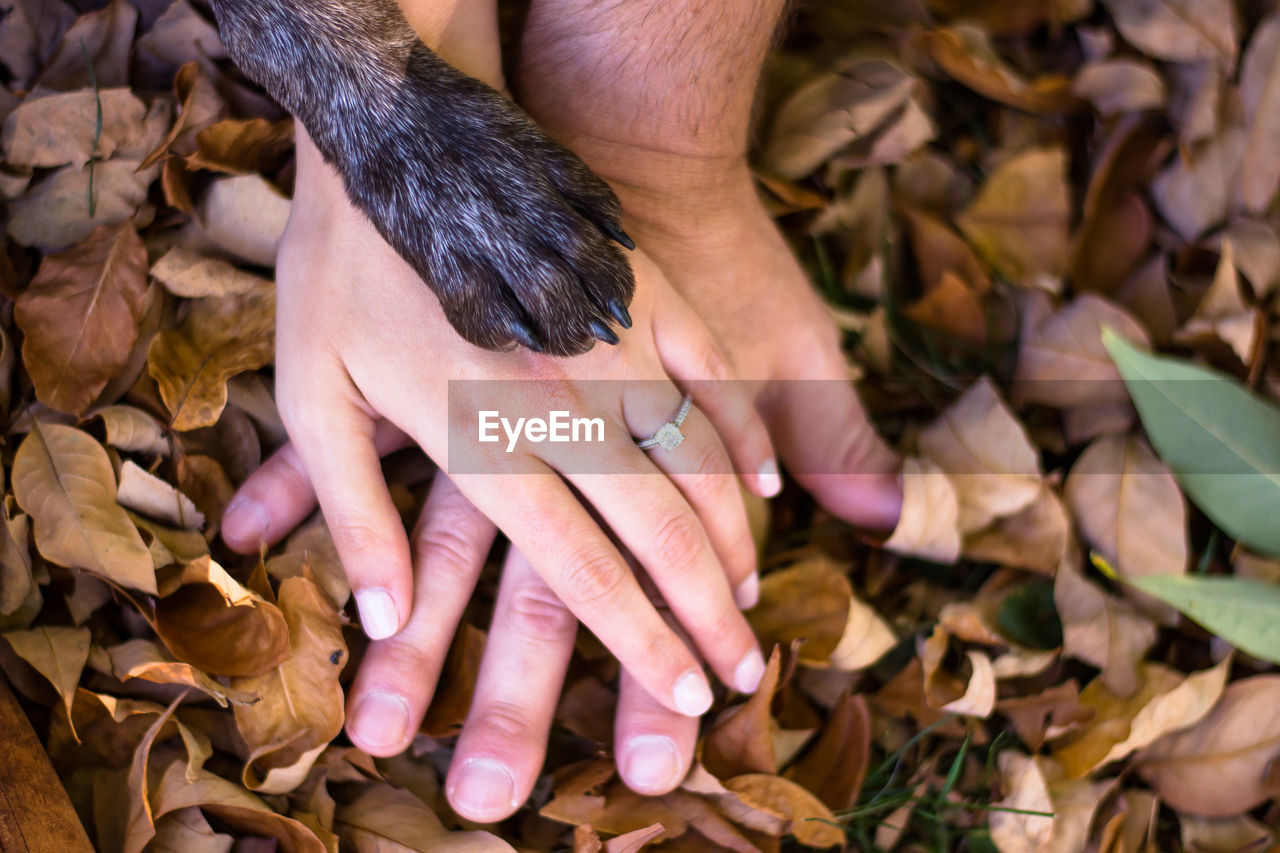 Cropped image of couple with dog on leaves at park