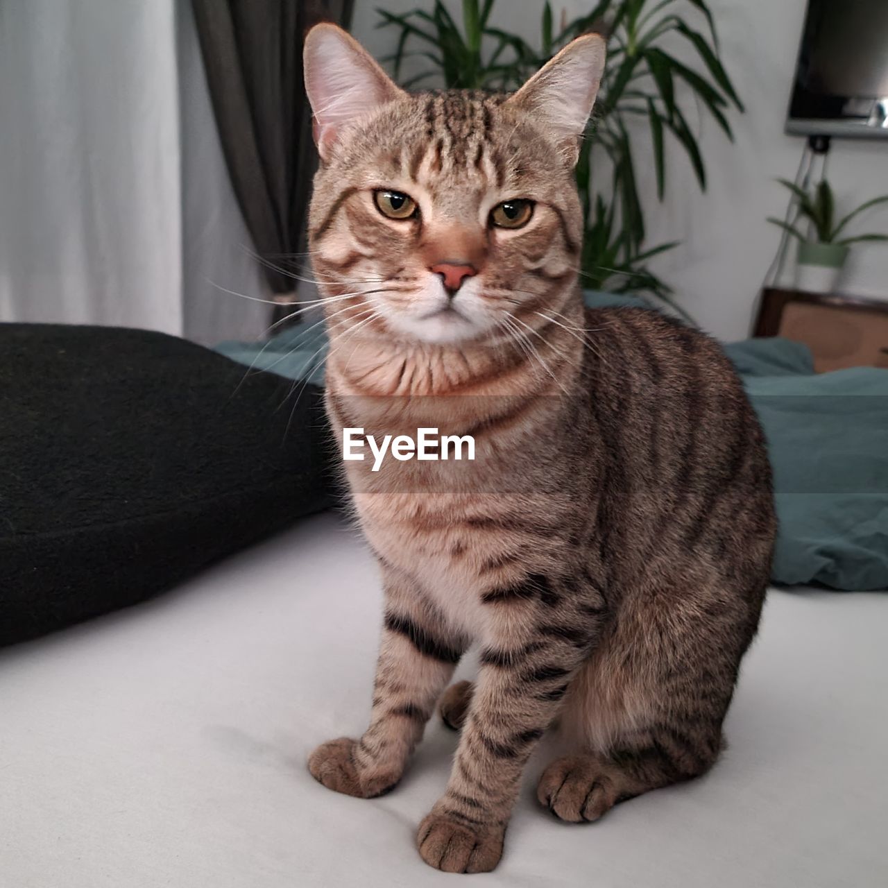 pet, cat, animal themes, domestic animals, animal, mammal, domestic cat, feline, one animal, tabby cat, whiskers, portrait, looking at camera, sitting, indoors, felidae, furniture, small to medium-sized cats, no people, carnivore, tabby, home interior, looking, relaxation, sofa