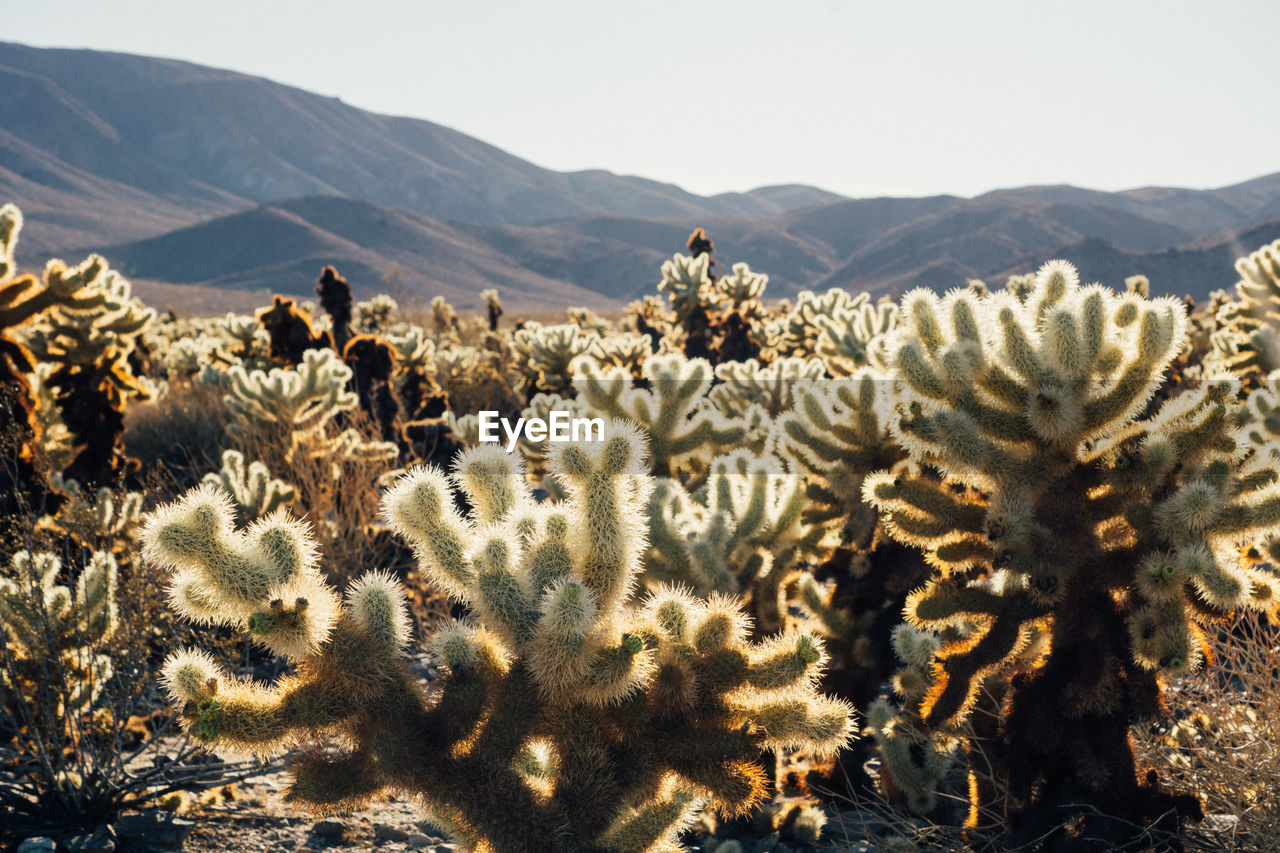 Cactus growing on field against sky during sunny day at joshua tree national park