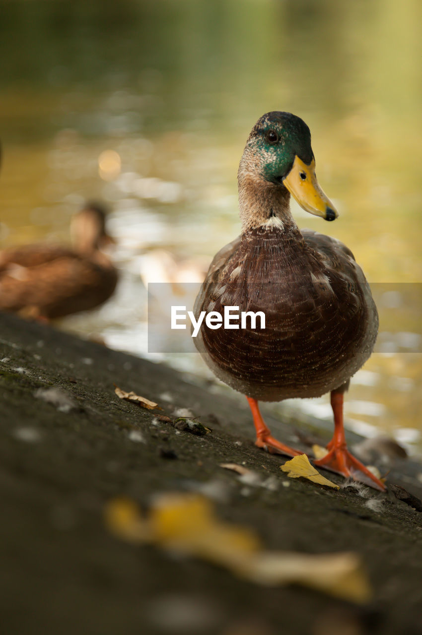 Close-up of mallard duck