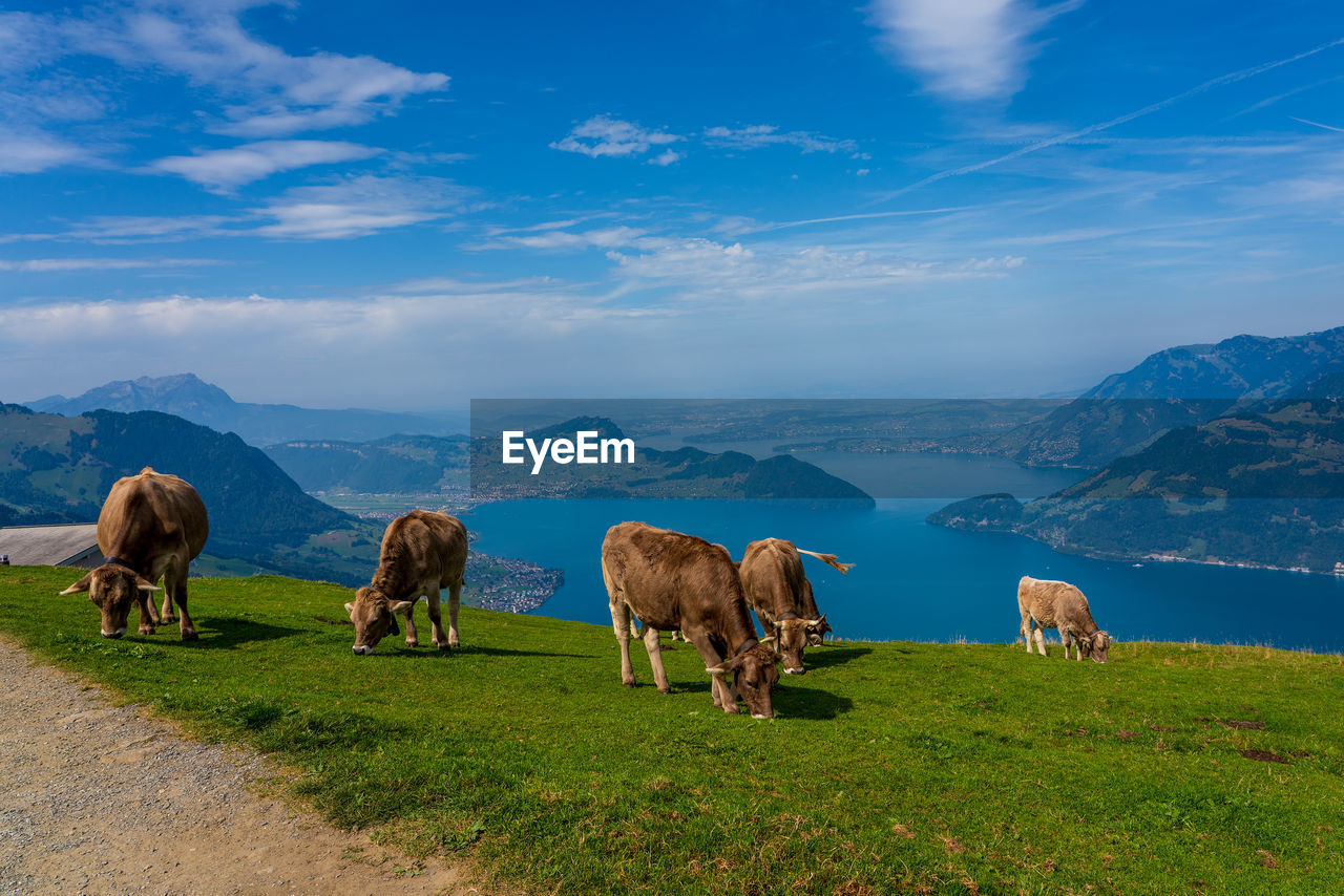 House cows grazing in the swiss mountains.