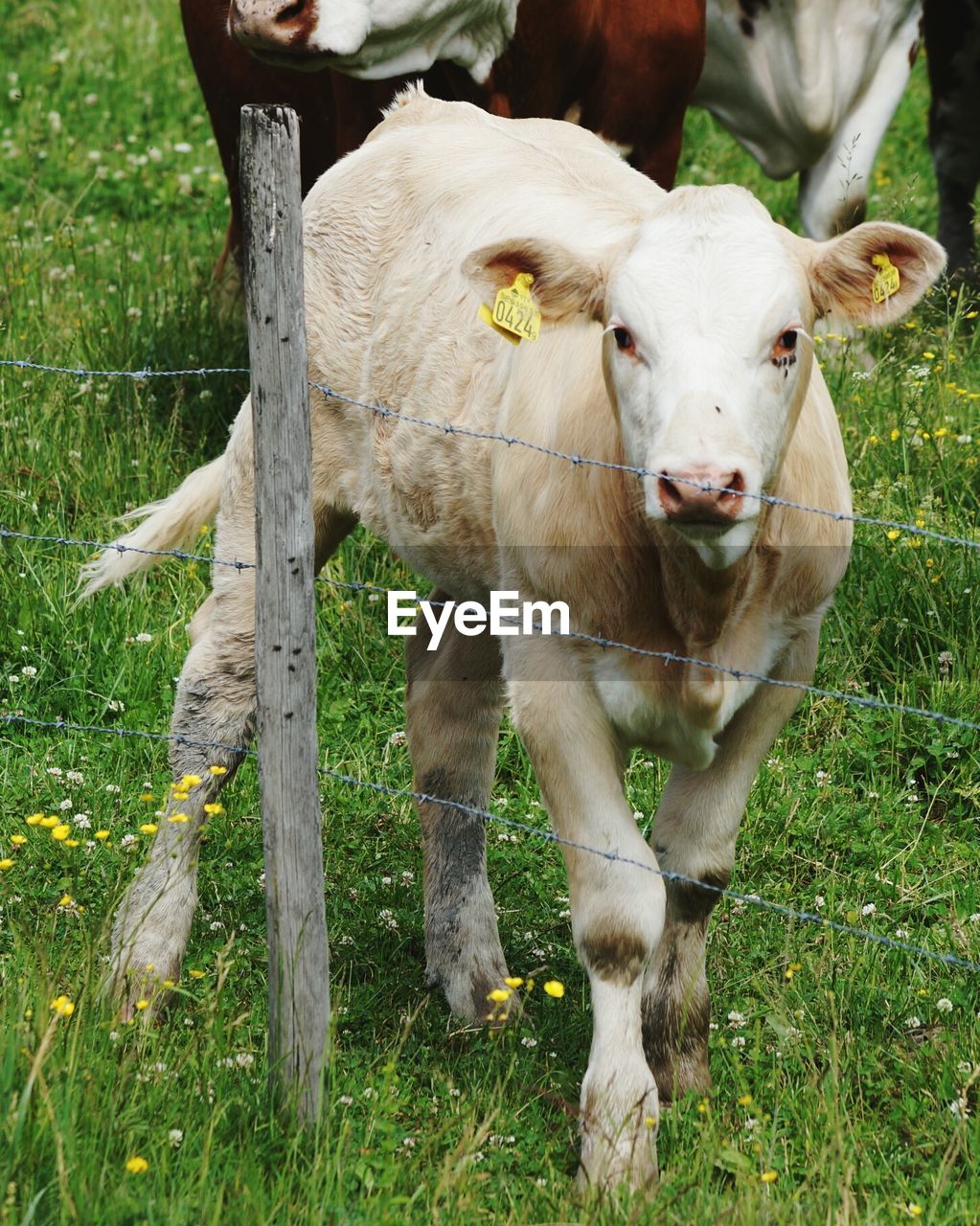 Portrait of calf by fence