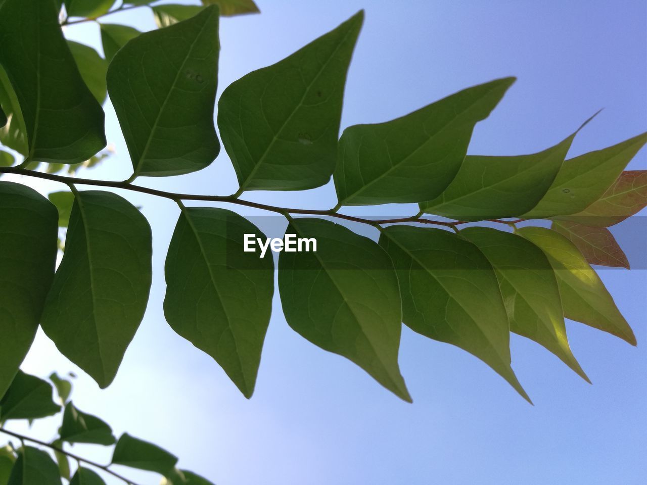 CLOSE-UP OF LEAVES AGAINST SKY