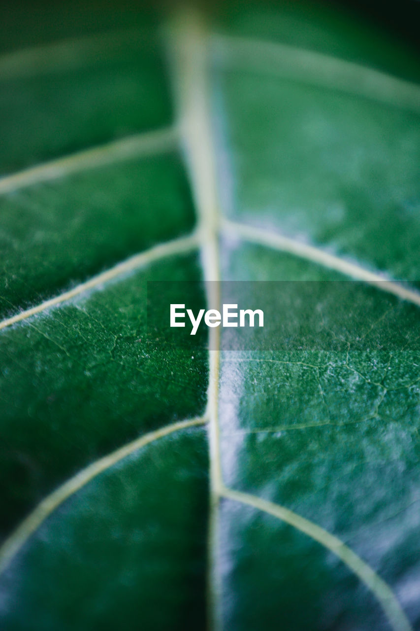 Green Plant Vein Close-up Day Detail Flower Full Frame Green Color Indoors  Leaf Leaf Vein Nature No People Potted Plant Seamless Selective Focus Veins