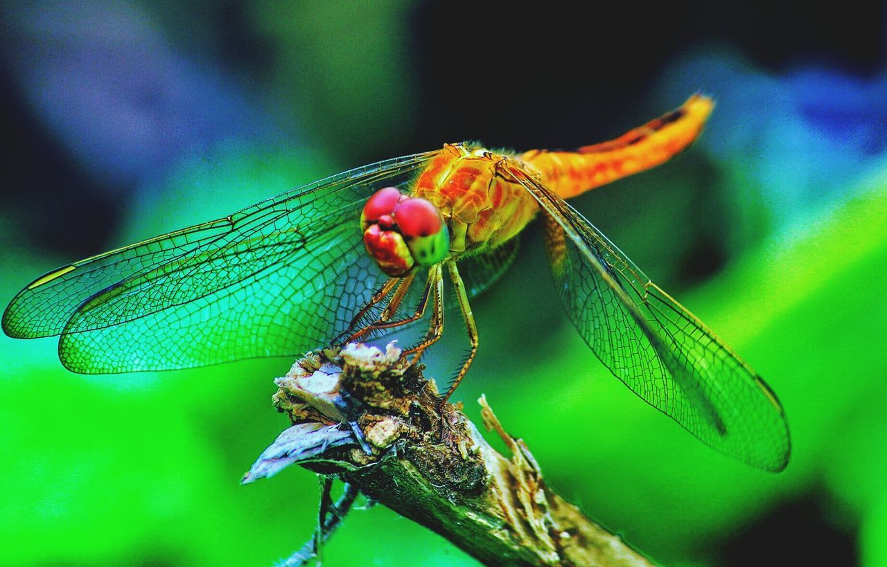 CLOSE-UP OF INSECT