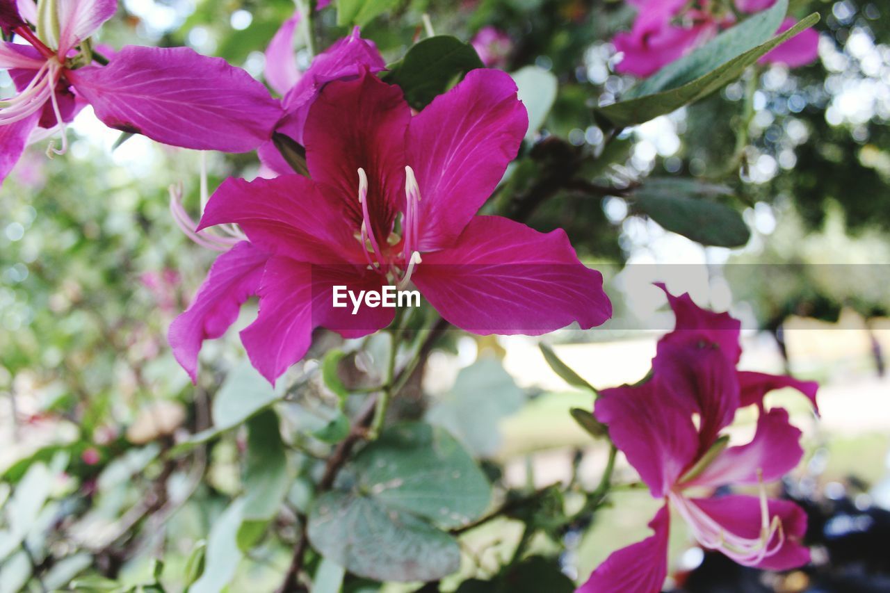 Close-up of pink flowers on plant