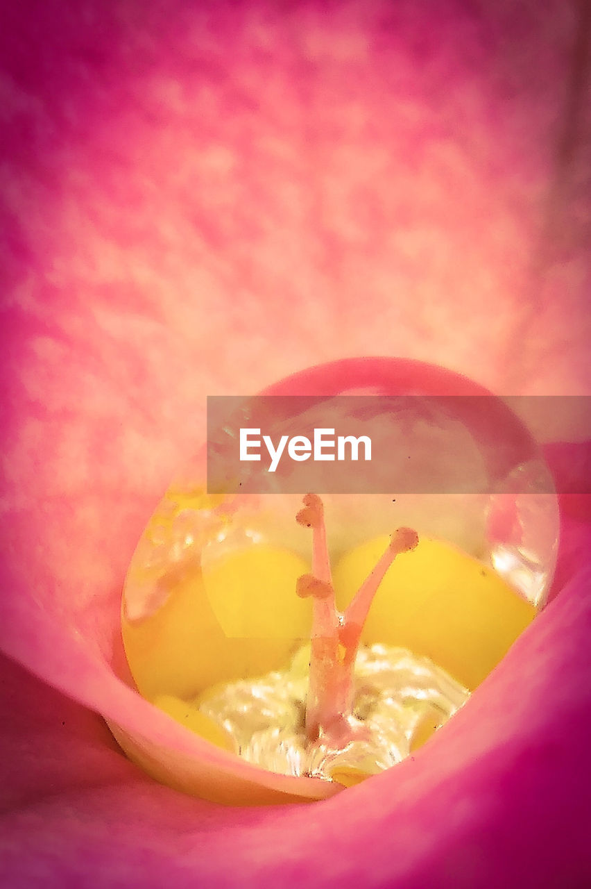 EXTREME CLOSE-UP OF PINK FLOWER