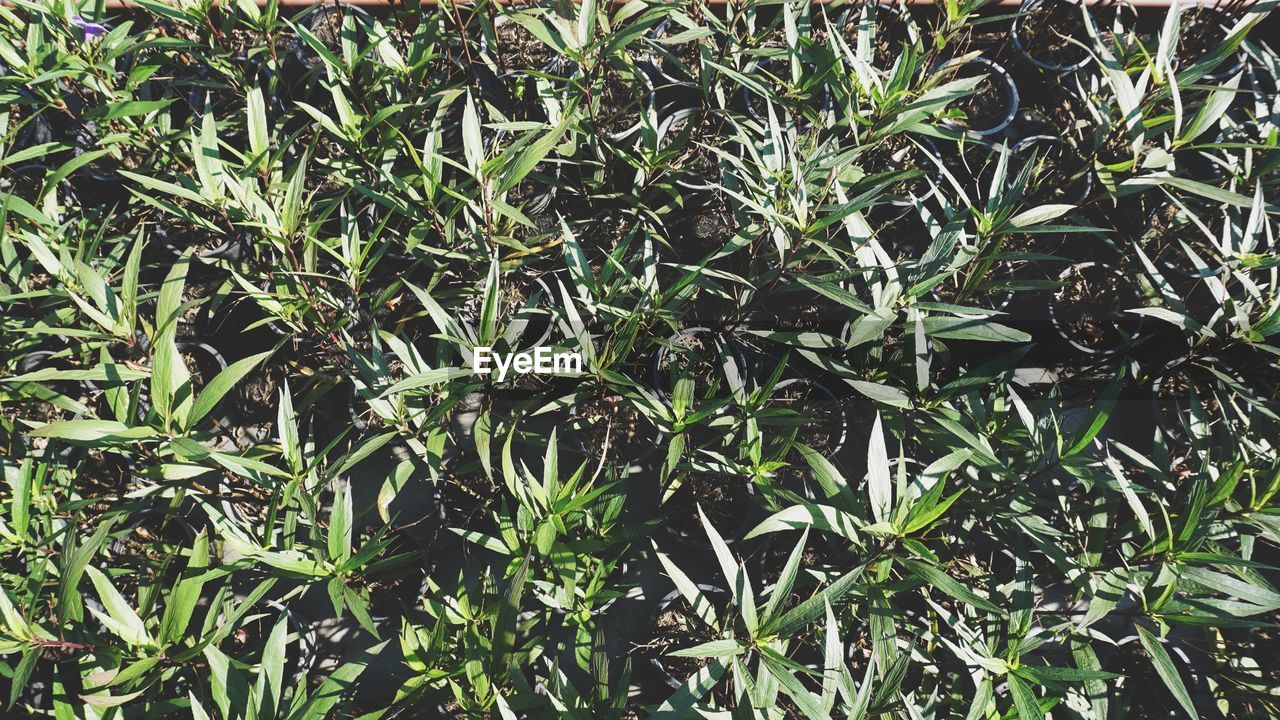 CLOSE-UP OF FRESH PLANTS IN FIELD
