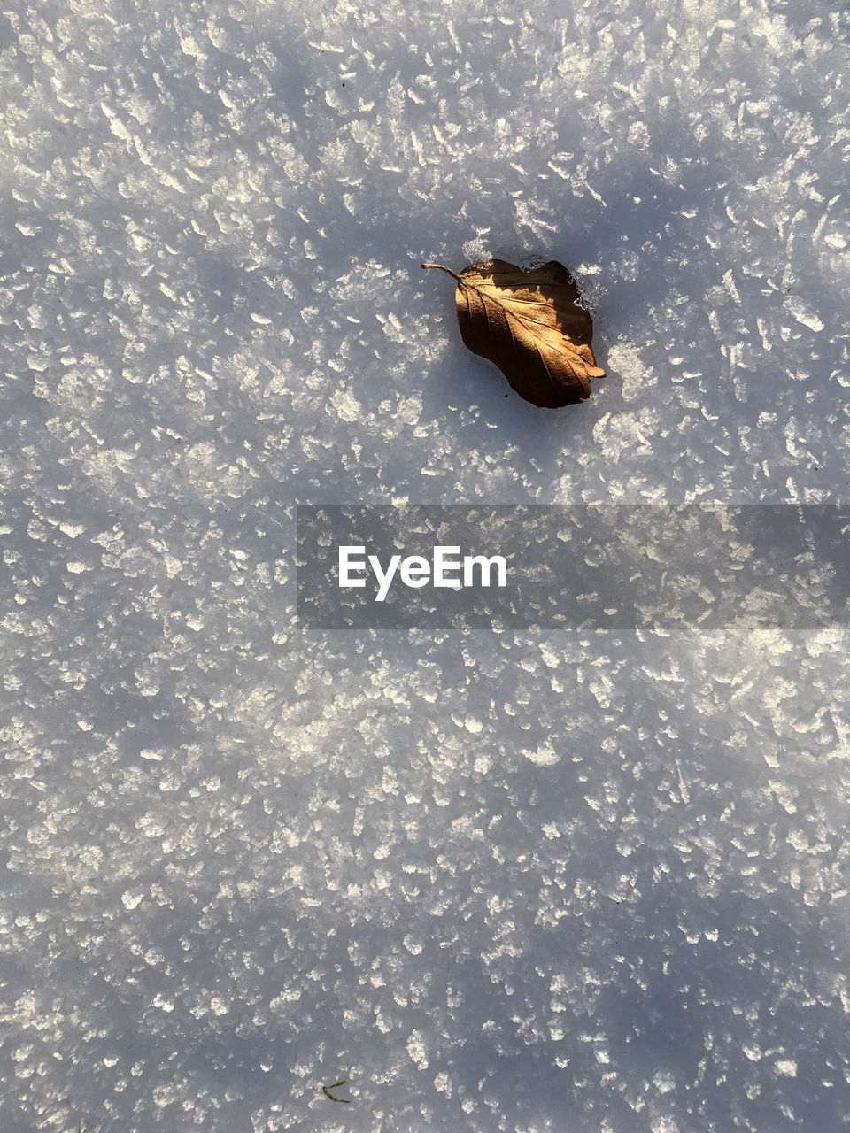 High angle view of dry leaf on snow