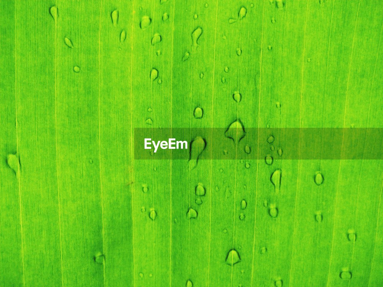 Full frame shot of raindrops on green leaf