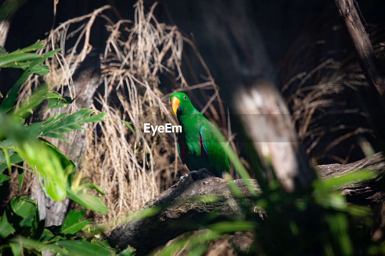 Bird perching on a tree