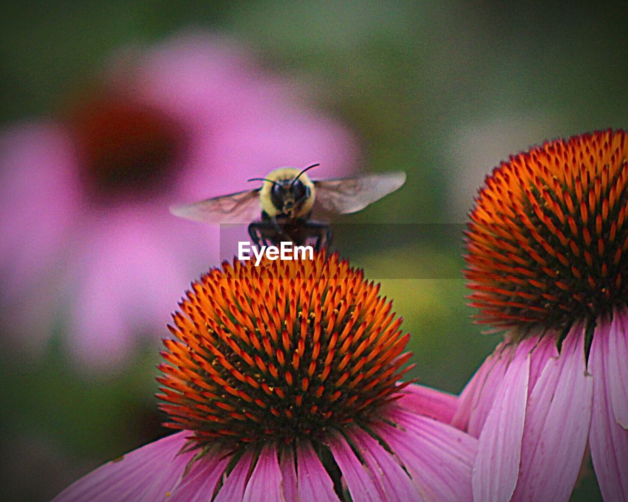 Close-up of honey bee on coneflower