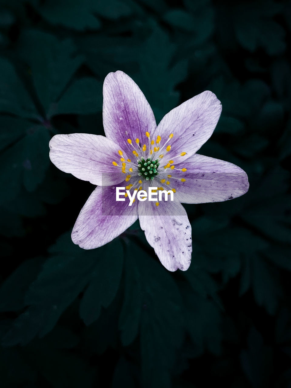 Close-up of purple flowering plant