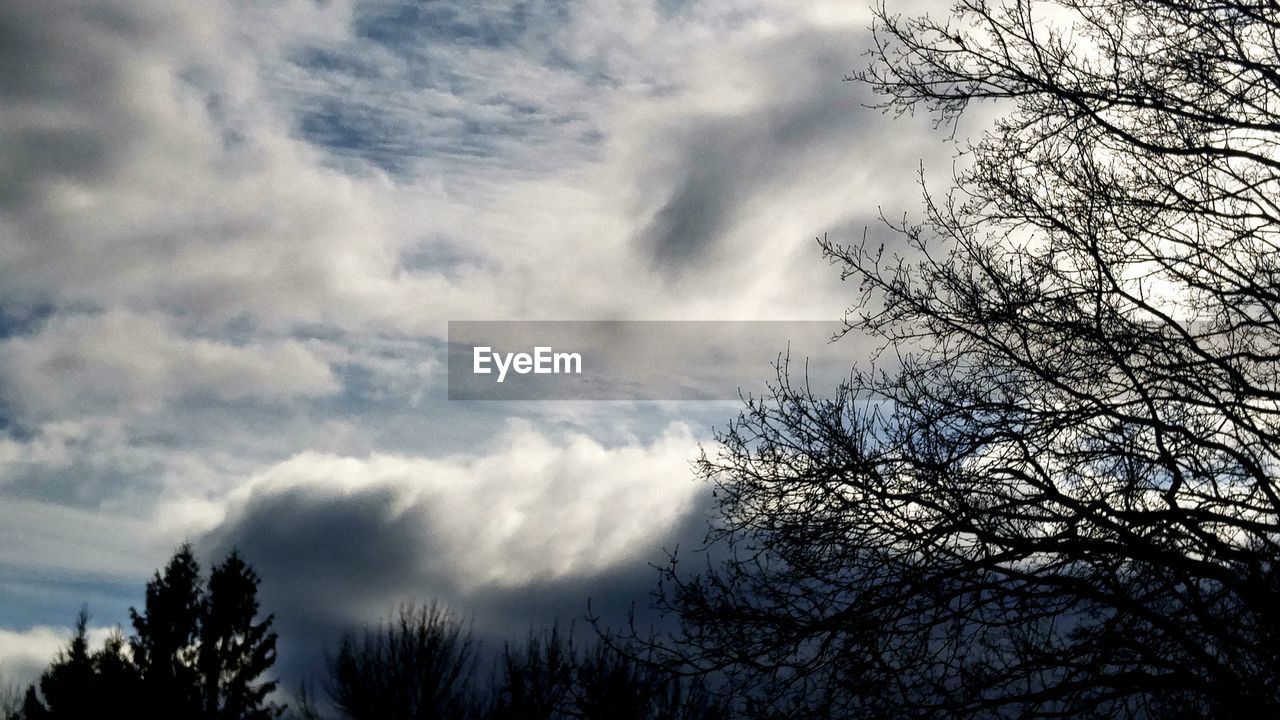 LOW ANGLE VIEW OF SILHOUETTE BIRD AGAINST SKY