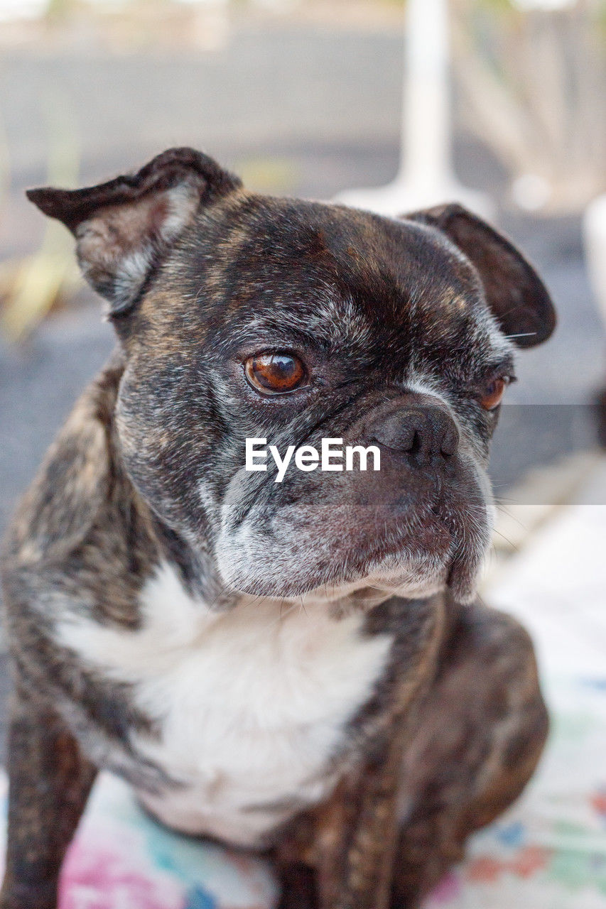 dog, one animal, pet, animal themes, animal, mammal, domestic animals, canine, lap dog, bulldog, portrait, focus on foreground, carnivore, looking, no people, toy bulldog, french bulldog, close-up, puppy, day, looking away, cute