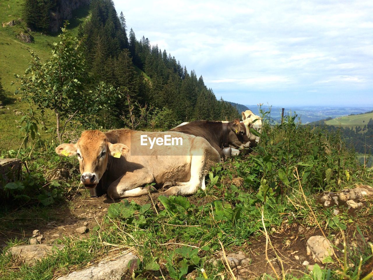 Cows on field against sky