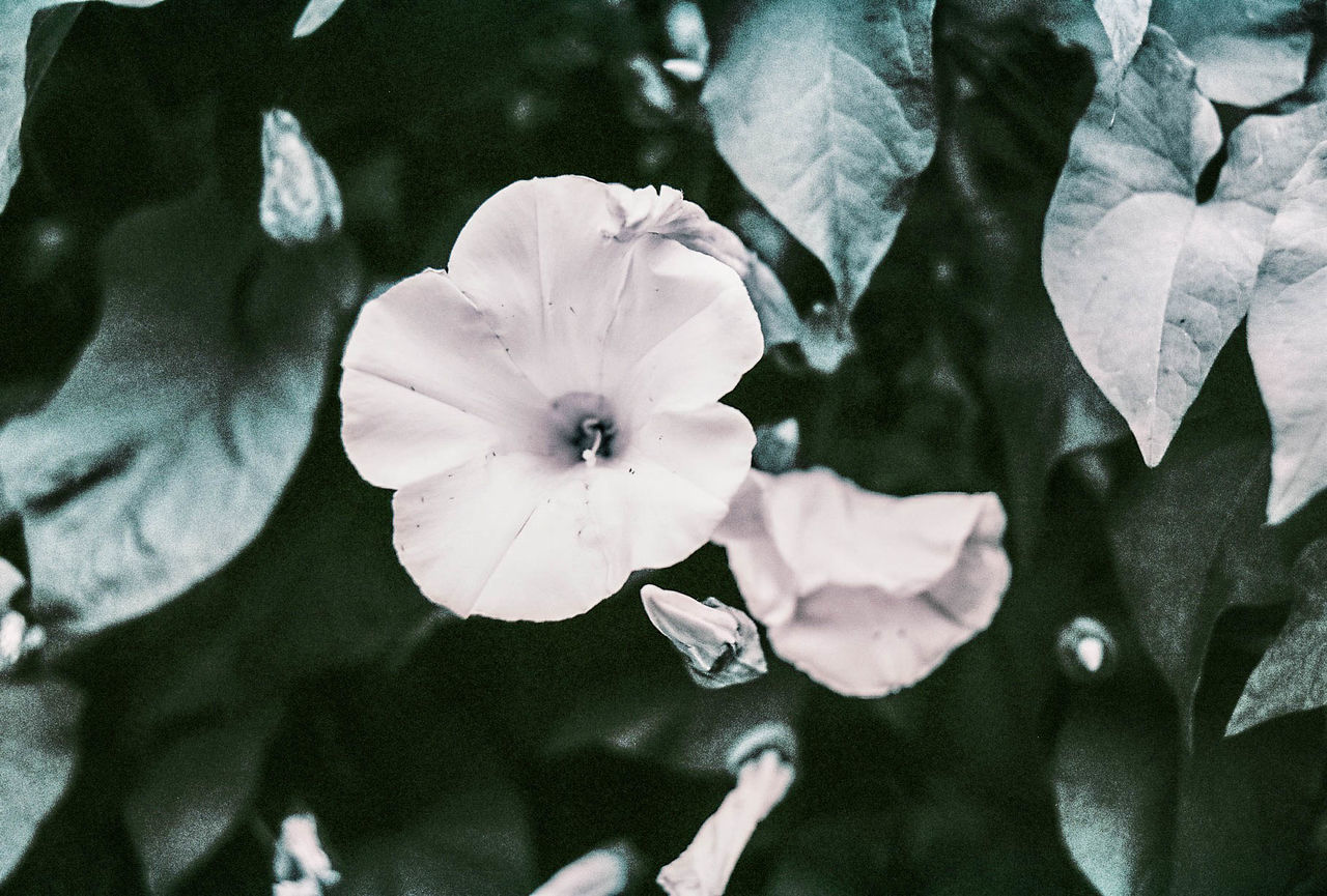 HIGH ANGLE VIEW OF FLOWERING PLANT