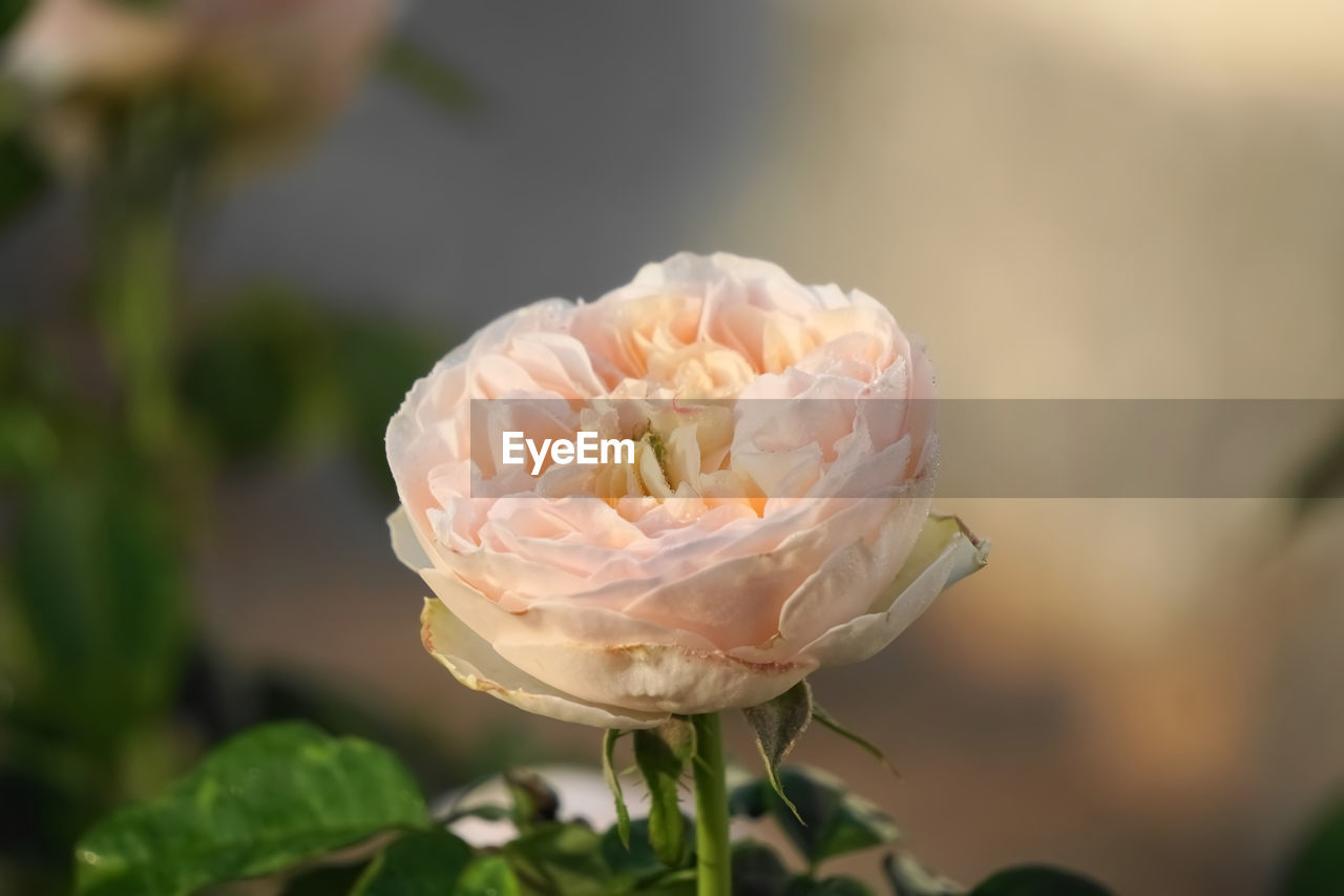 CLOSE-UP OF ROSE FLOWER