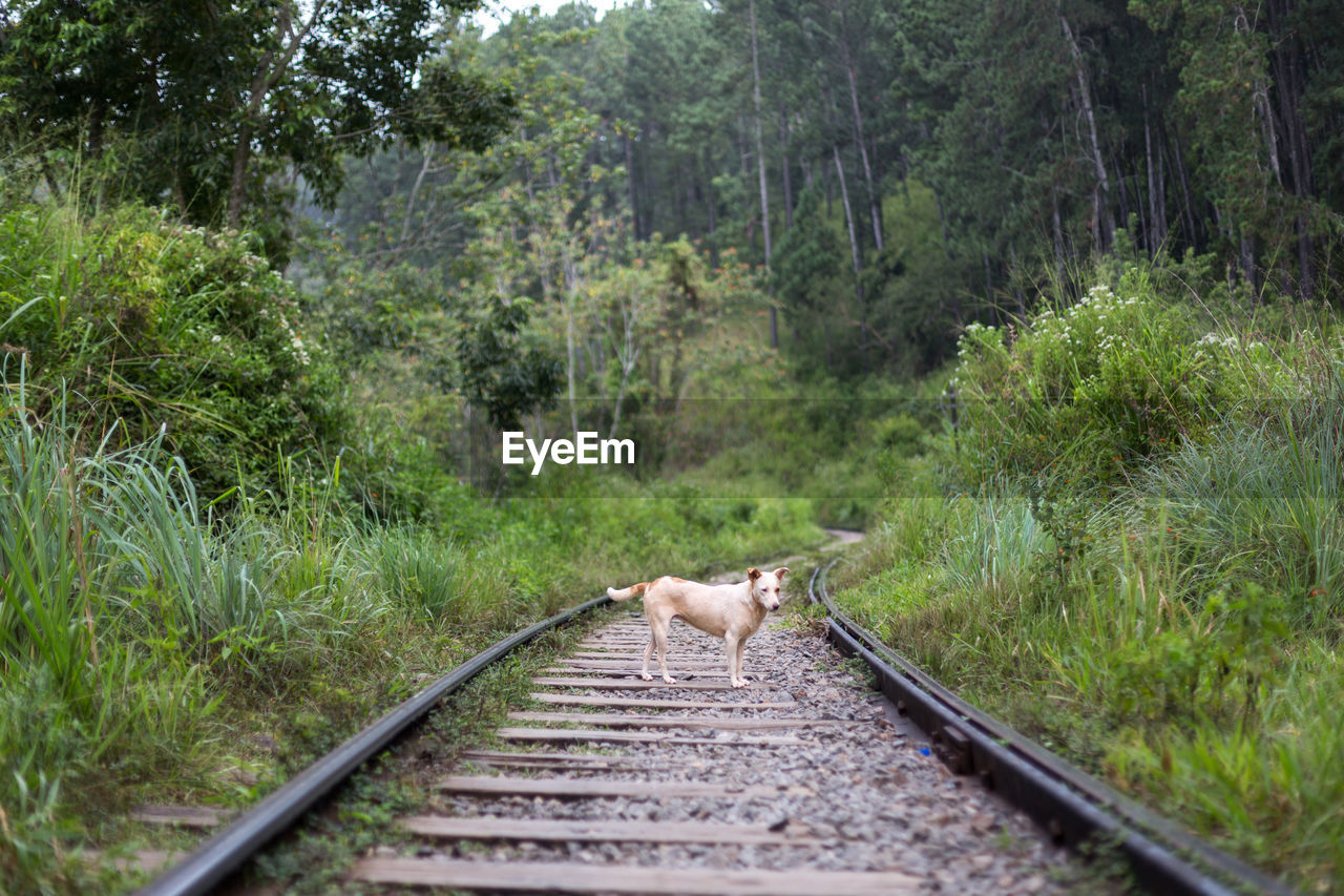 VIEW OF A RAILROAD TRACK