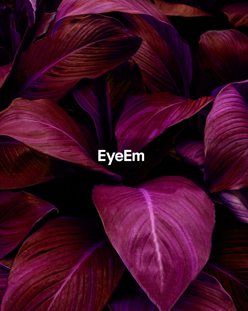 Closeup nature view of purple leaf background and dark tone