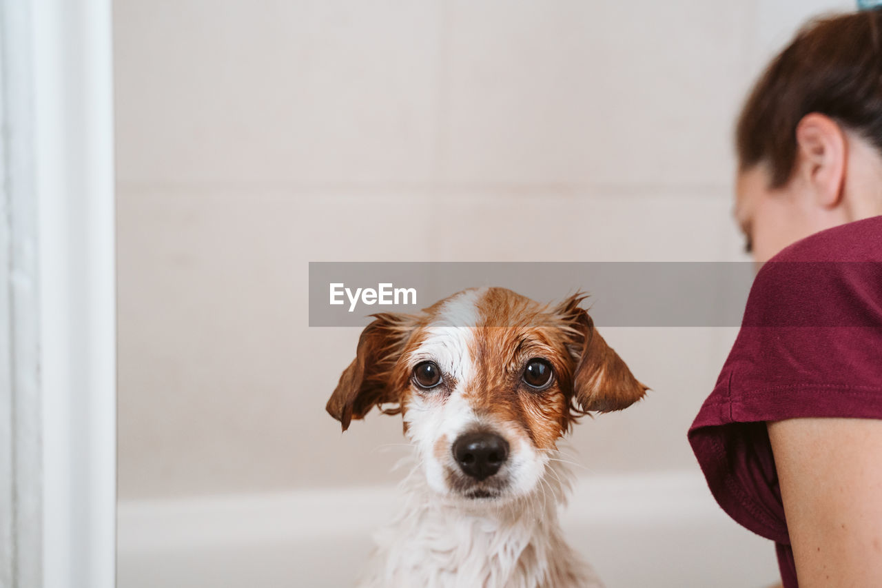 Woman washing dog in bathroom at home