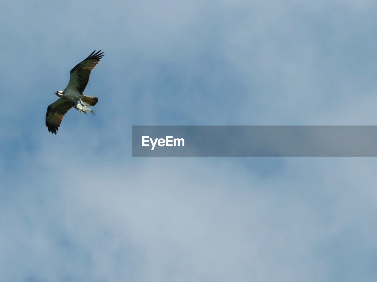 LOW ANGLE VIEW OF EAGLE FLYING