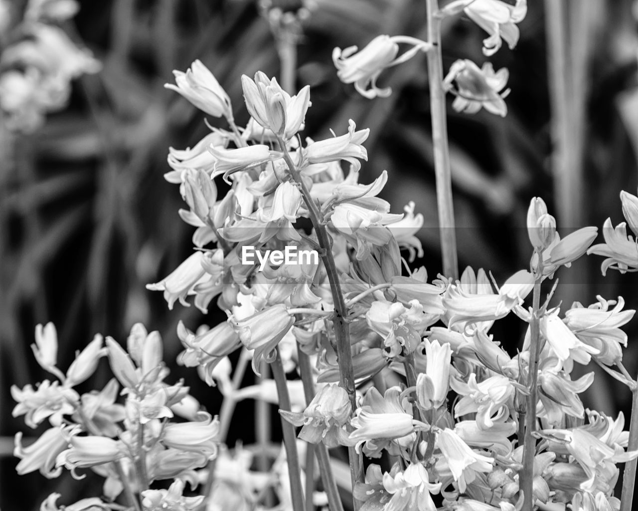 CLOSE-UP OF HONEY BEE ON FLOWERS