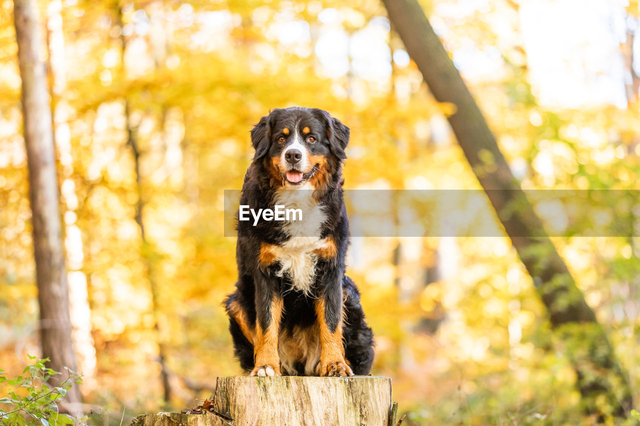 Portrait of a dog in the forest