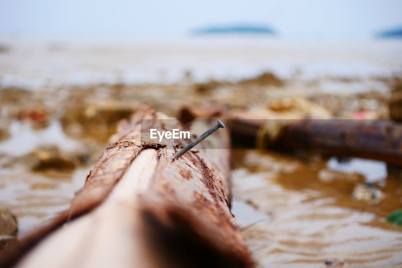 Close-up of nail on log