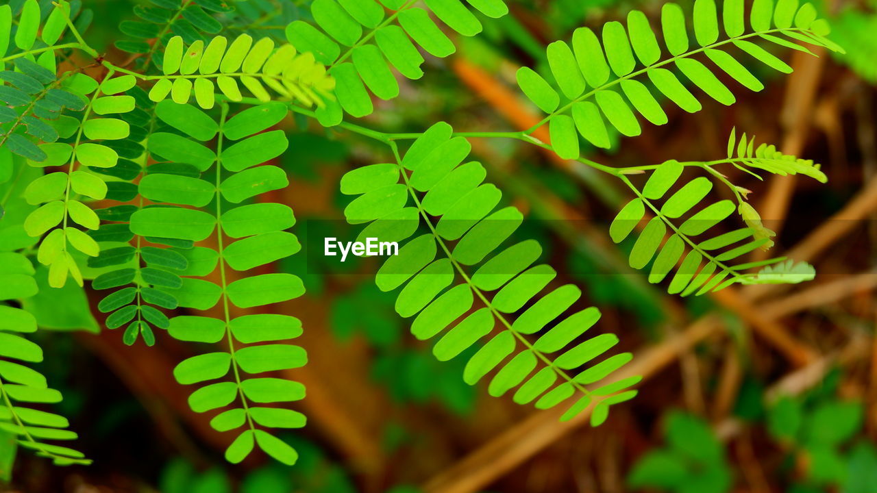CLOSE-UP OF FERN LEAVES AGAINST BLURRED BACKGROUND