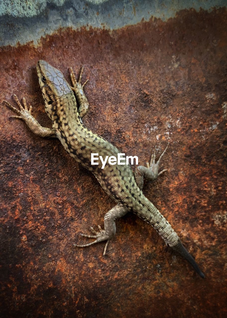 HIGH ANGLE VIEW OF LIZARD ON TREE