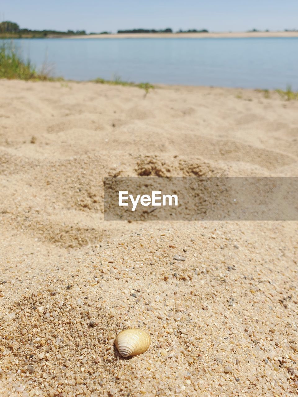 SURFACE LEVEL OF SEASHELL ON BEACH