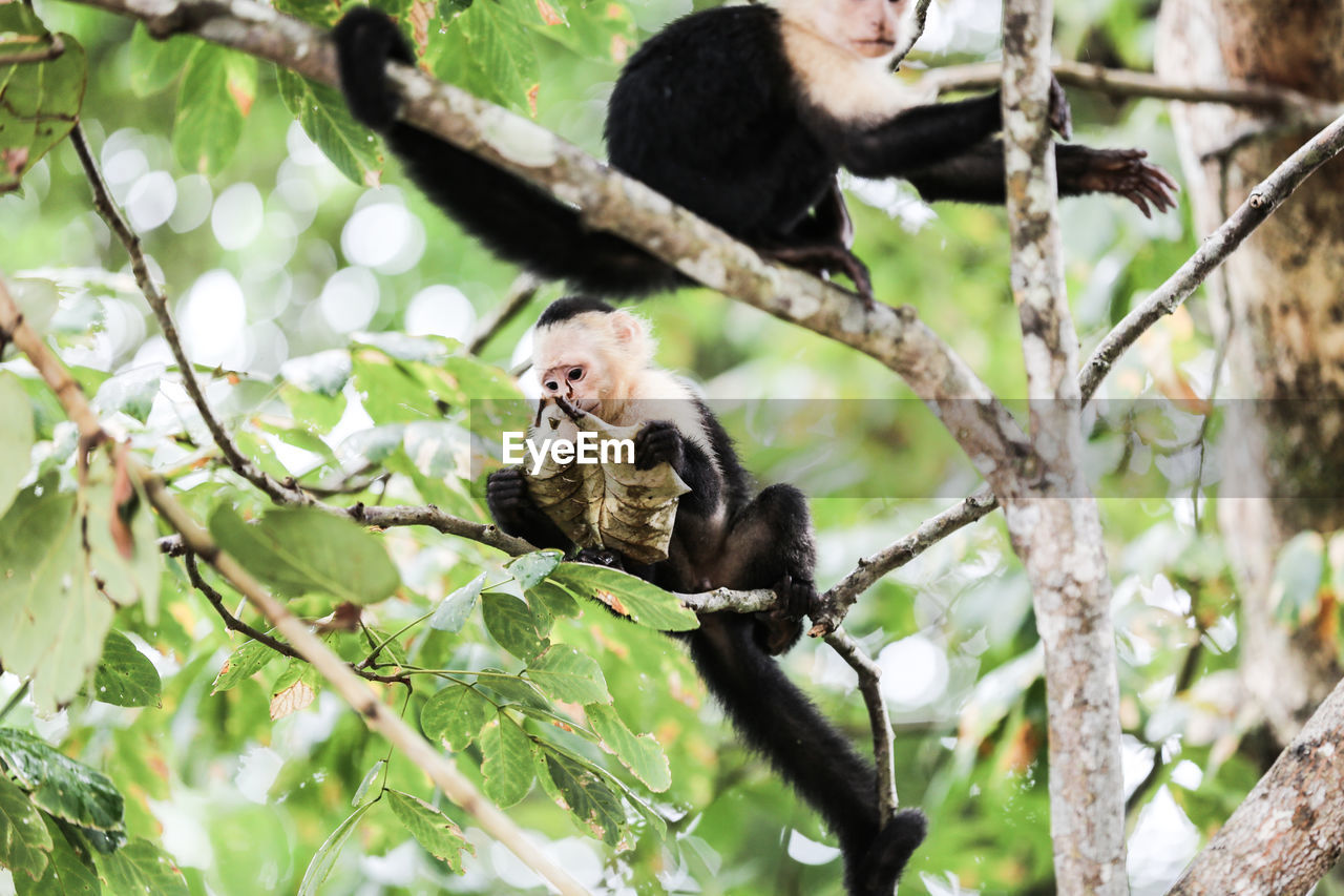 LOW ANGLE VIEW OF MONKEY SITTING ON TREE BRANCH