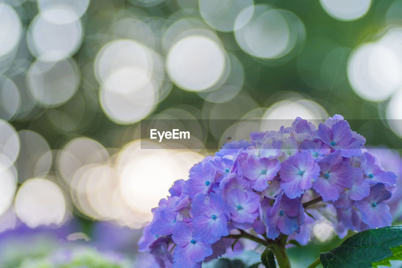 Close-up of flowers blooming outdoors