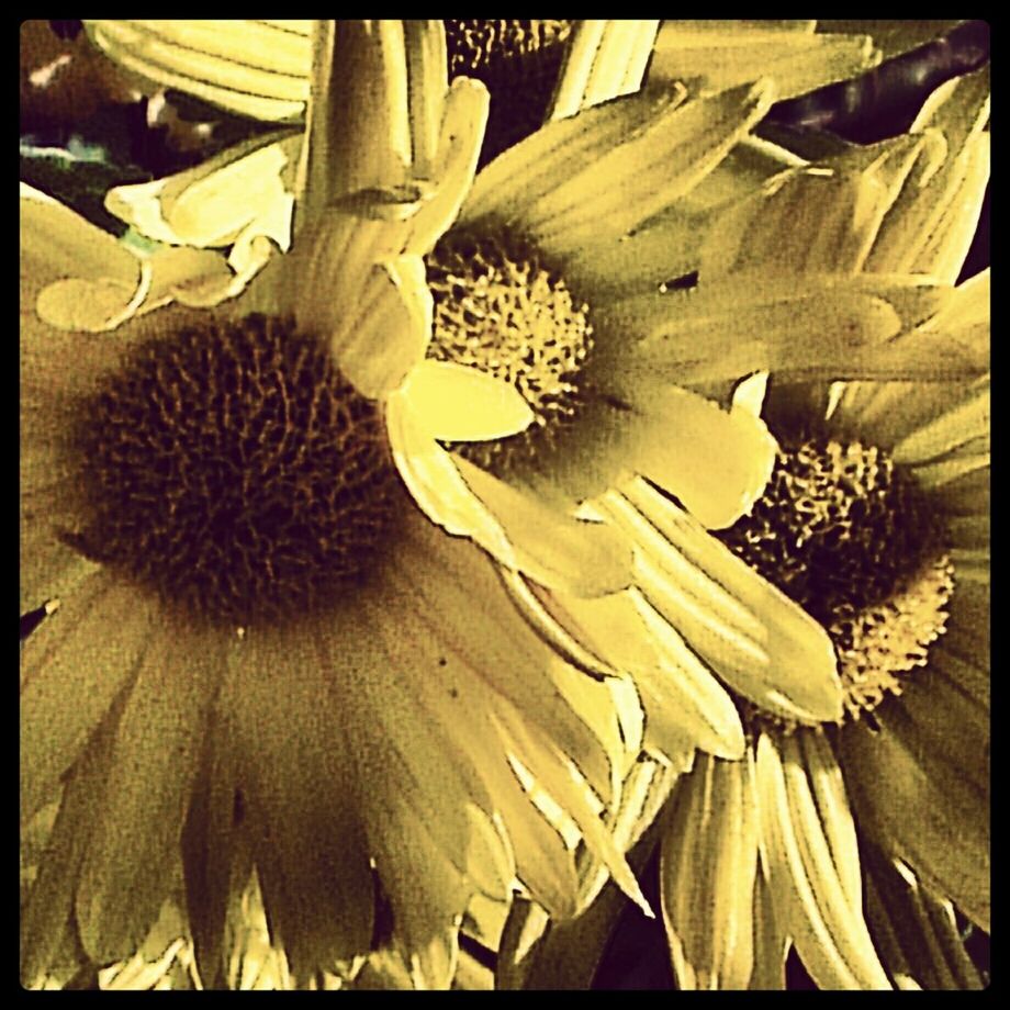 CLOSE-UP OF FLOWERS