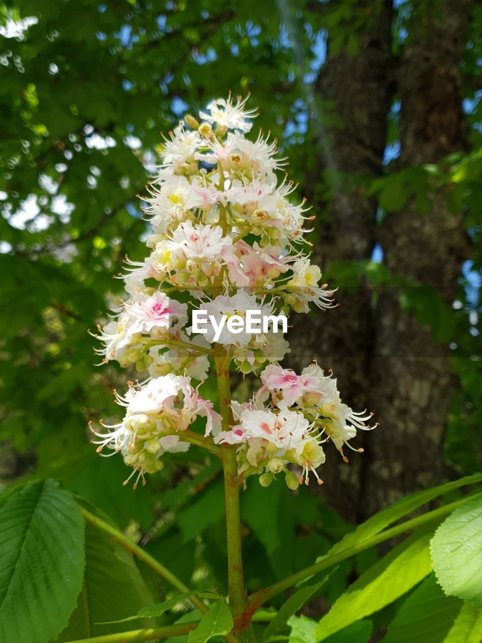 Close-up of flowering plant against trees