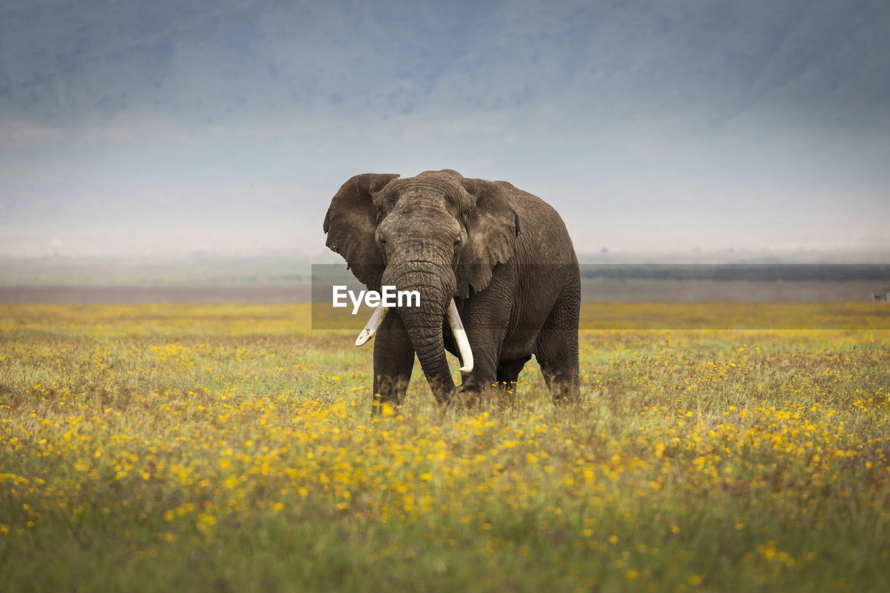 ELEPHANT IN THE FIELD