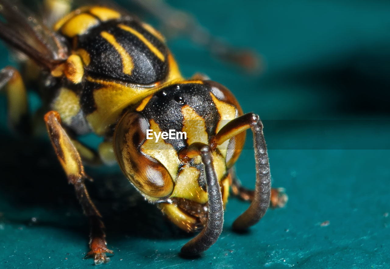 CLOSE-UP OF BEE ON A FLOWER