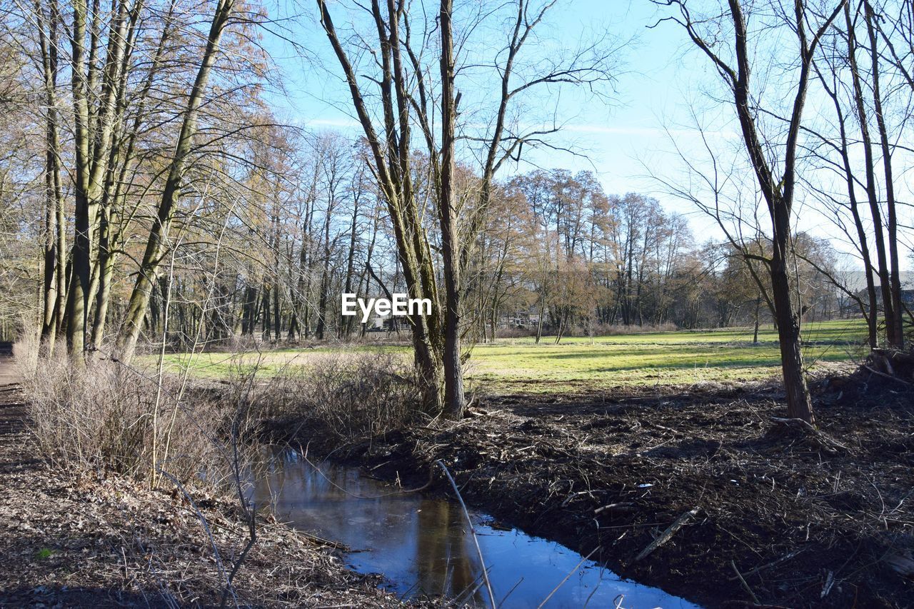 SCENIC VIEW OF TREES IN FOREST