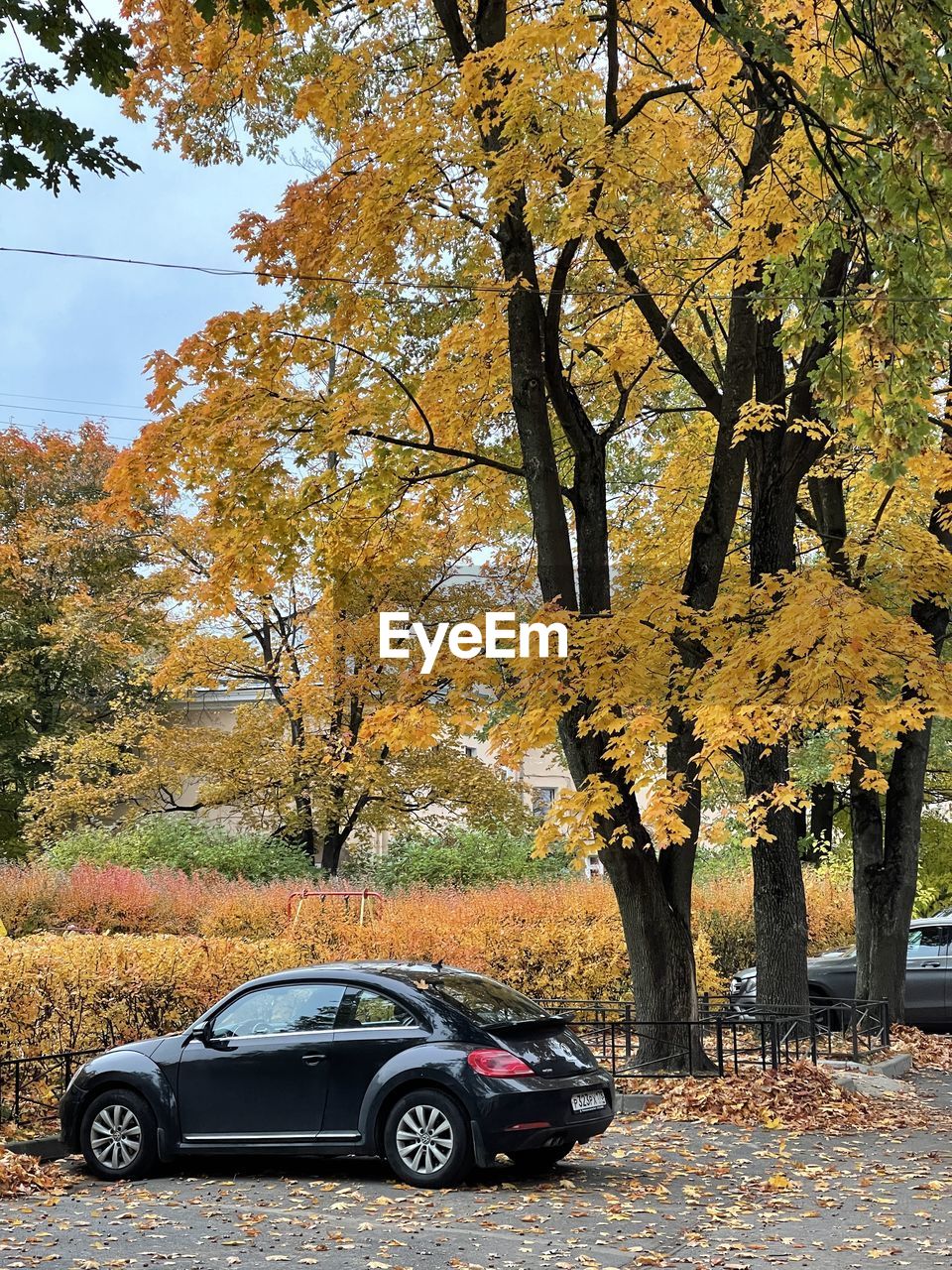 BICYCLE PARKED ON TREE DURING AUTUMN