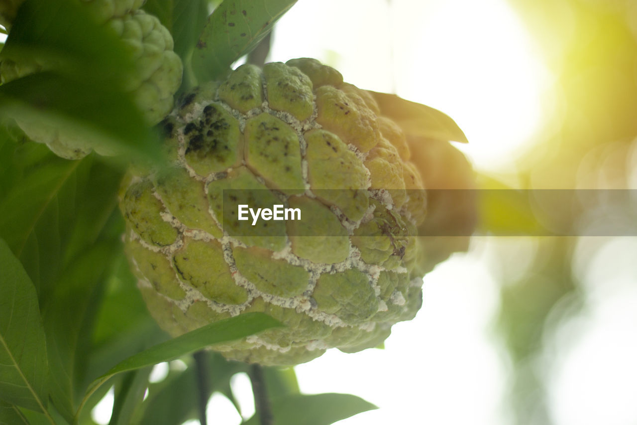 Custard apple tree on green