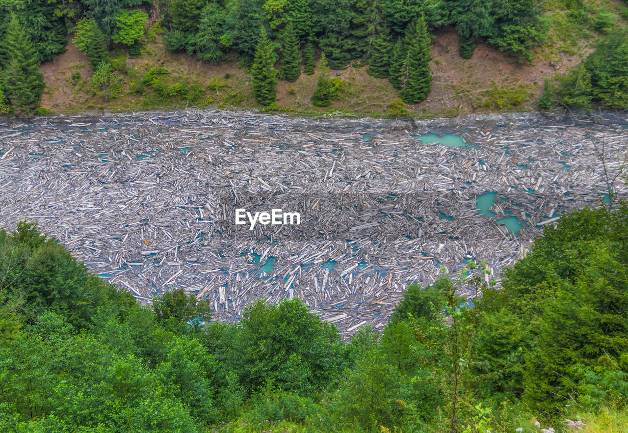 High angle view of wood floating on water amidst trees