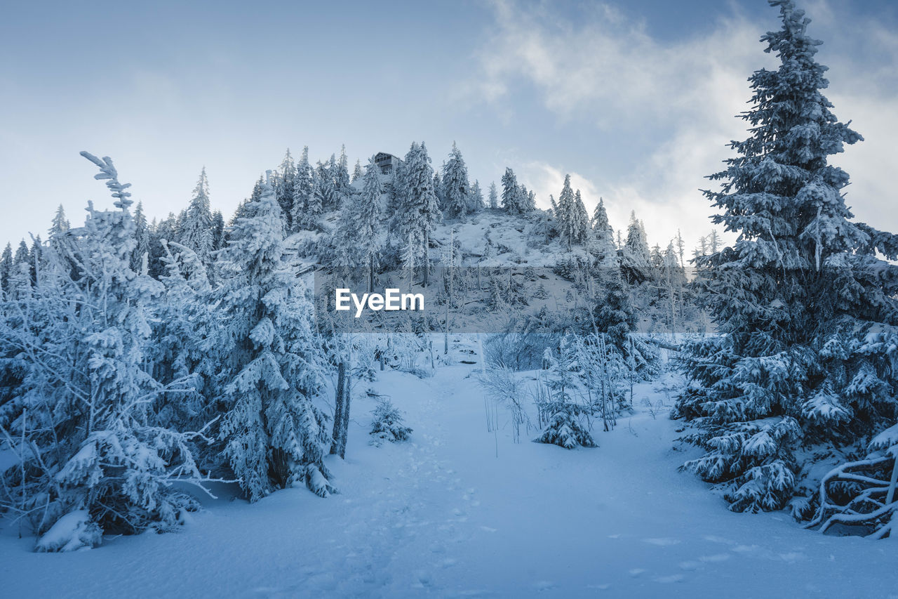 SNOW COVERED PLANTS AGAINST SKY