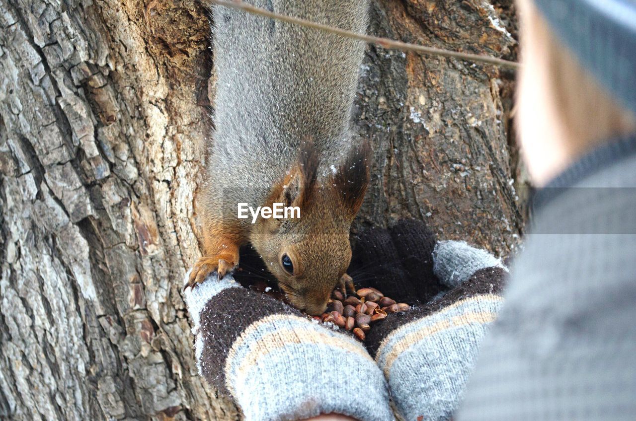 Close-up of a squirrel eating nuts from a persons hands