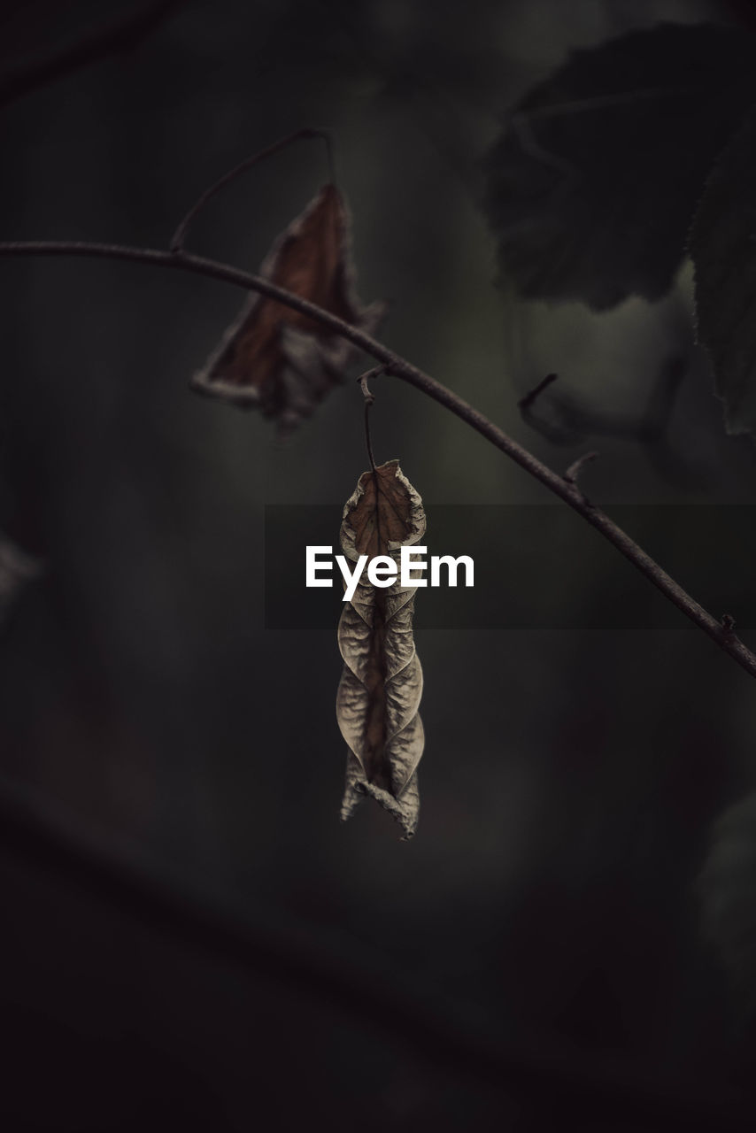 darkness, leaf, macro photography, no people, nature, focus on foreground, hanging, close-up, plant, black, light, branch, twig, tree, plant part, outdoors, beauty in nature, flower, day, fragility