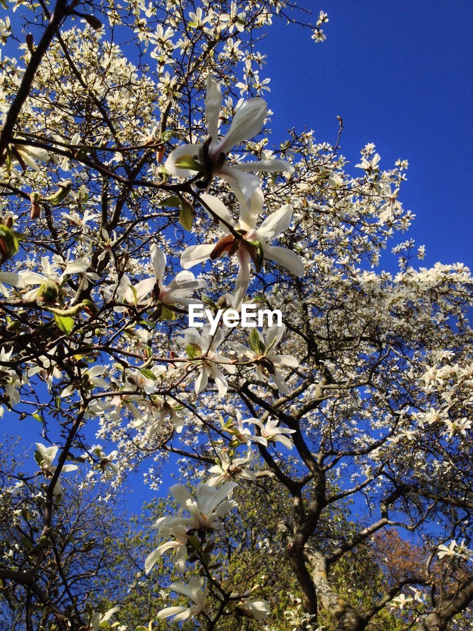 Close-up of fresh white magnolia blooming in vita bergen park
