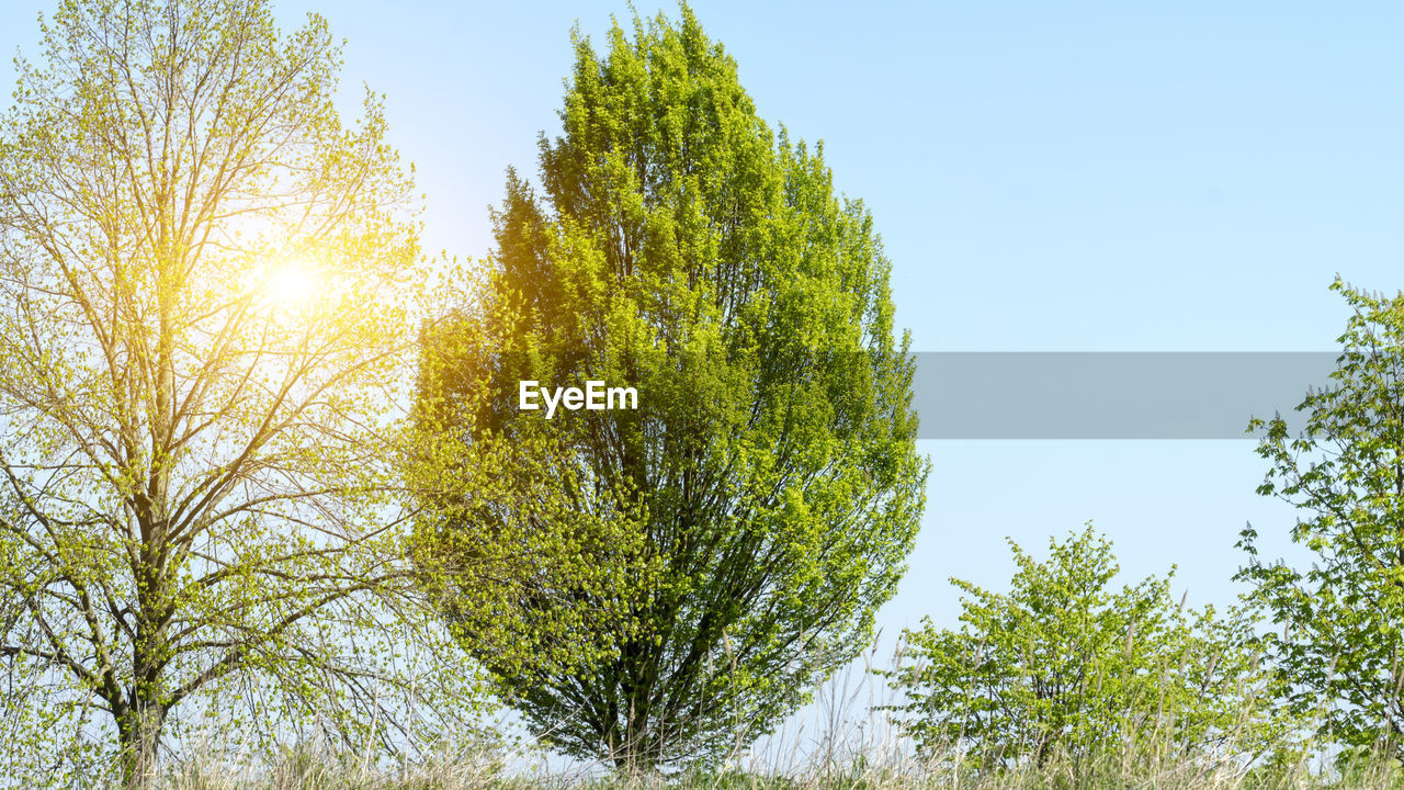 LOW ANGLE VIEW OF PLANTS AGAINST CLEAR SKY