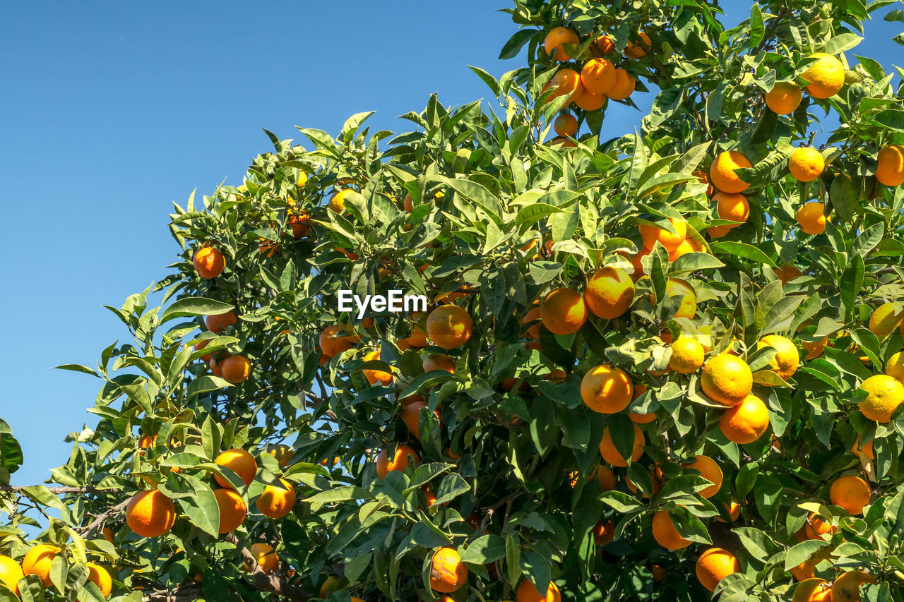 Low angle view of orange fruits on tree against sky